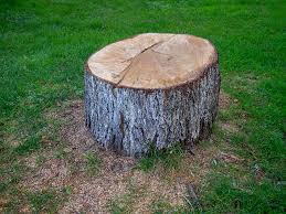Best Commercial Tree Services  in Newtown, PA