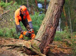 Best Firewood Processing and Delivery  in Newtown, PA