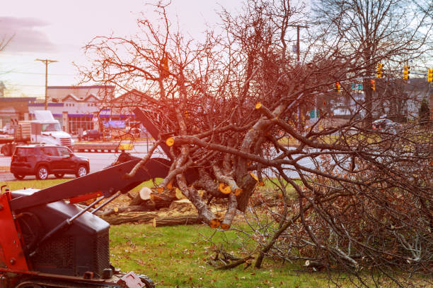 Best Tree Preservation Services  in Newtown, PA