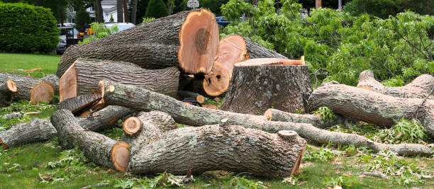 Best Hazardous Tree Removal  in Newtown, PA